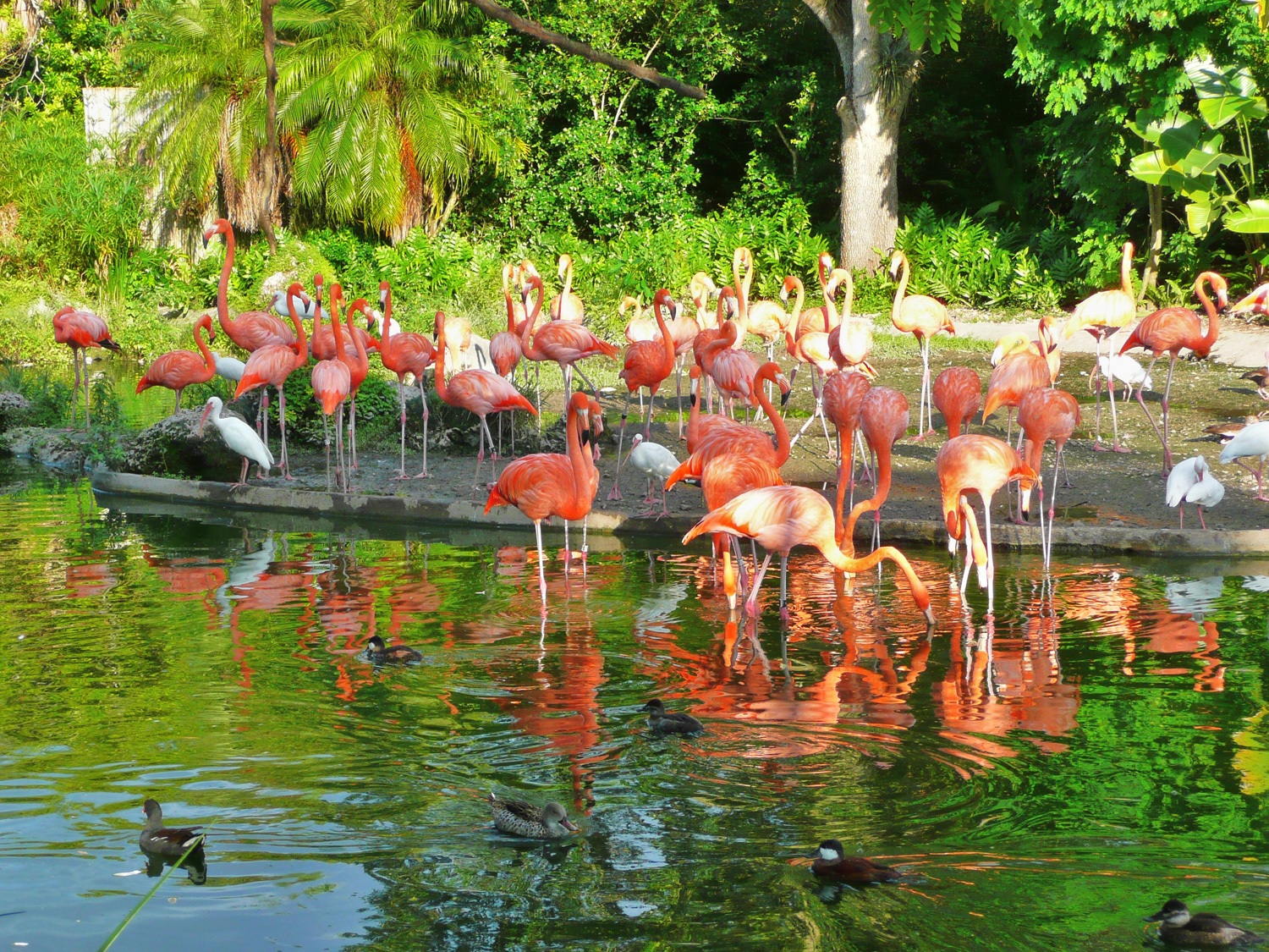 Flamingo in Miami MetroZoo