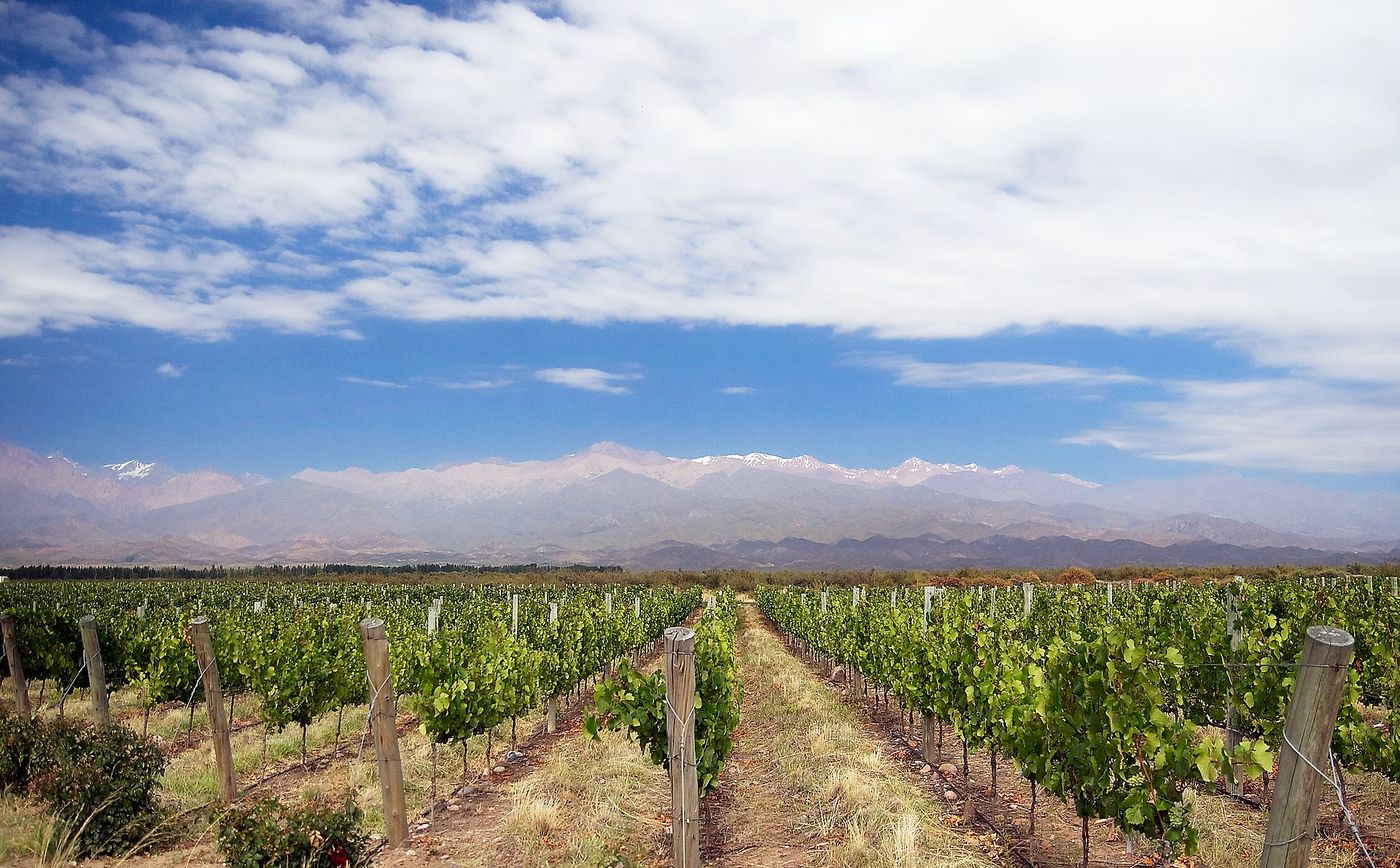 Un vignoble de Mendoza avec la cordillère des Andes en fond